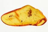Detailed Fossil Jumping Spider (Salticidae) In Baltic Amber #321794-1